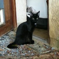ANATOLE