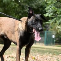 BRUTUS