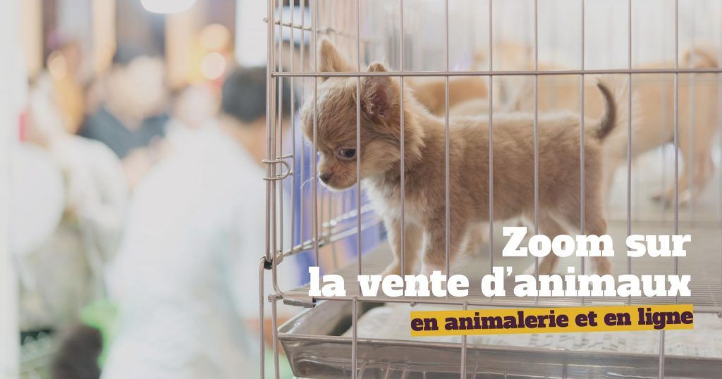 La vente des animaux de compagnie en animalerie et en ligne