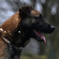 CHICO