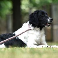 VICK