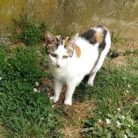 MINETTE