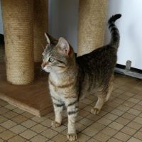 ZENA