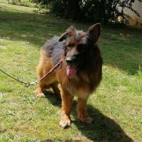 JOSS ADOPTION SOS