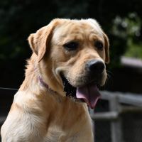 VIKTOR