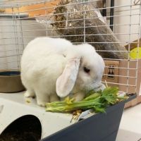 COTON