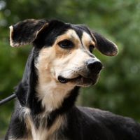 PIF