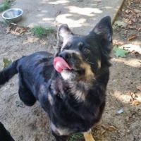 FEIGNASSE (nom donné par son ancien maître)