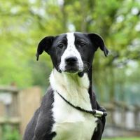 ARLO