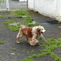 HUGO Adoption SOS