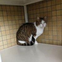 MIMI