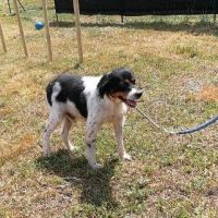 OSCAR Adoption SOS