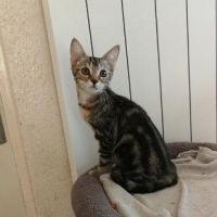 BASTET