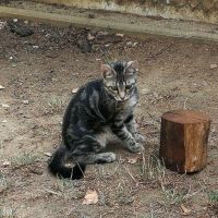 BORIS