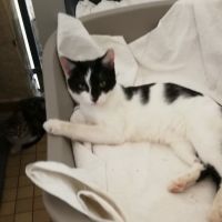 BISOUILLE (dit BIBI)