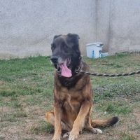 LITZ Adoption SOS