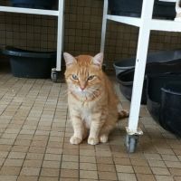 MIMIE