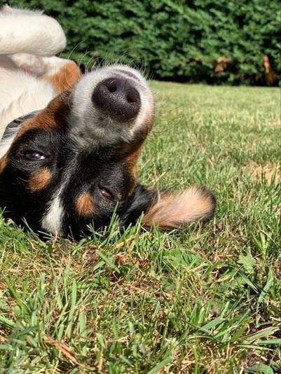 Petite chienne adoptée en 2019